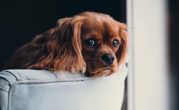 Milieuactivist Magnetisch ritme Hond in huis: kan de huisbaas dat echt verbieden? - Rechtenkrant