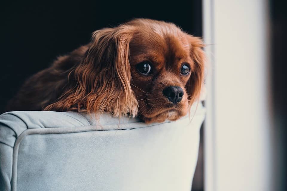 Vooruitzien trui grijnzend Hond in huis: kan de huisbaas dat echt verbieden? - Rechtenkrant